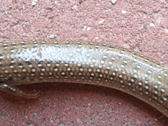 Chalcides ocellatus