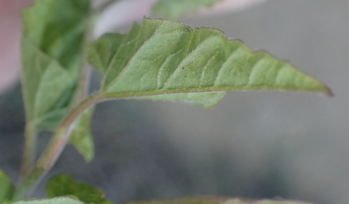 Image of Bindweed by (c) Nicola van Berkel, some rights reserved (CC BY-SA)