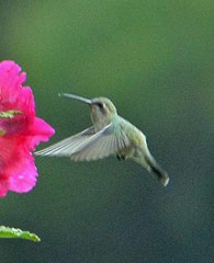 Cynanthus latirostris propinquus