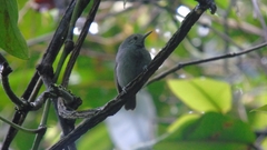 Myrmotherula unicolor