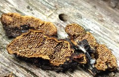 Hymenochaete odontoides