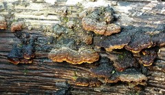 Hymenochaete odontoides