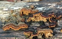 Hymenochaete odontoides