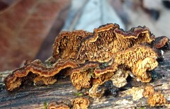 Hymenochaete odontoides