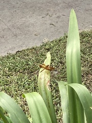 Neurothemis fluctuans