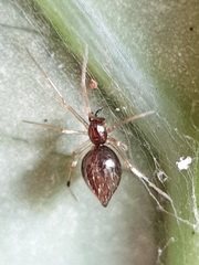 Coleosoma