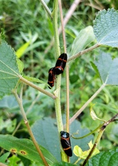 Cosmoscarta abdominalis