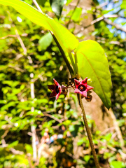 Emplectanthus dalzellii