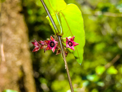 Emplectanthus dalzellii