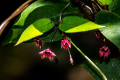 Emplectanthus dalzellii