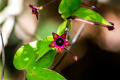 Emplectanthus dalzellii