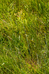 Helichrysum allioides