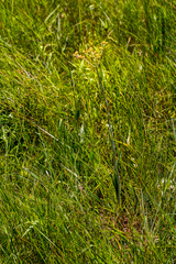 Helichrysum allioides