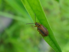 Neogalerucella