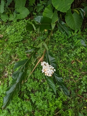 Alpinia tonrokuensis