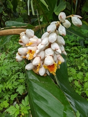Alpinia tonrokuensis
