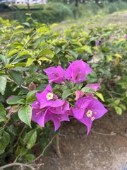 Bougainvillea glabra