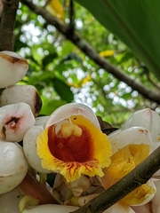 Alpinia tonrokuensis