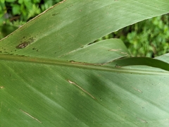 Alpinia tonrokuensis