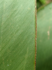 Alpinia tonrokuensis