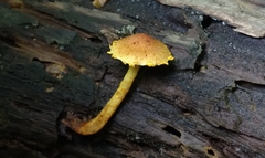 Pholiota subsulphurea