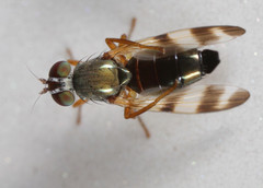 Chaetopsis fulvifrons