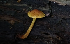 Pholiota subsulphurea