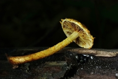 Pholiota subsulphurea