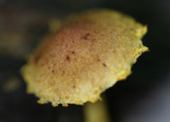 Pholiota subsulphurea