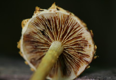 Pholiota subsulphurea