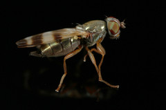 Chaetopsis fulvifrons