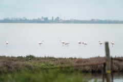 Phoenicopterus roseus