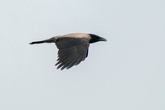 Corvus cornix