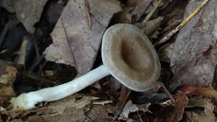 Clitocybe eccentrica