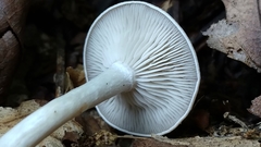 Clitocybe eccentrica