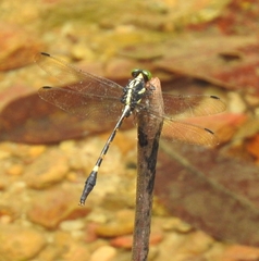 Macrogomphus parallelogramma