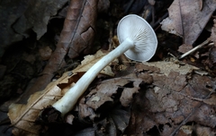 Clitocybe eccentrica