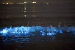 Noctiluca scintillans