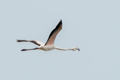Phoenicopterus roseus