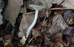 Clitocybe eccentrica