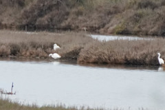 Egretta garzetta