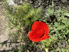 Papaver umbonatum