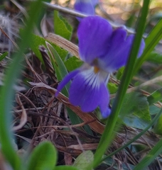 Viola pyrenaica