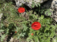 Papaver umbonatum