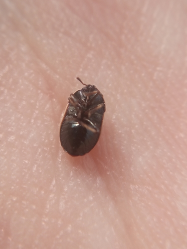Adomerus fuscipennis