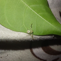 Thomisidae