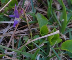 Viola pyrenaica
