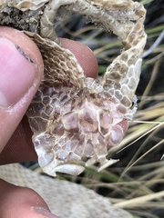Pituophis catenifer sayi