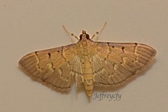 Herpetogramma rudis