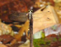Macrogomphus parallelogramma
